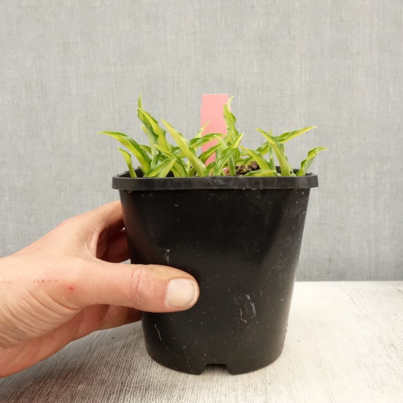 Example of Hosta Sizzle Pot de 1,5L/2L as you get in printemps