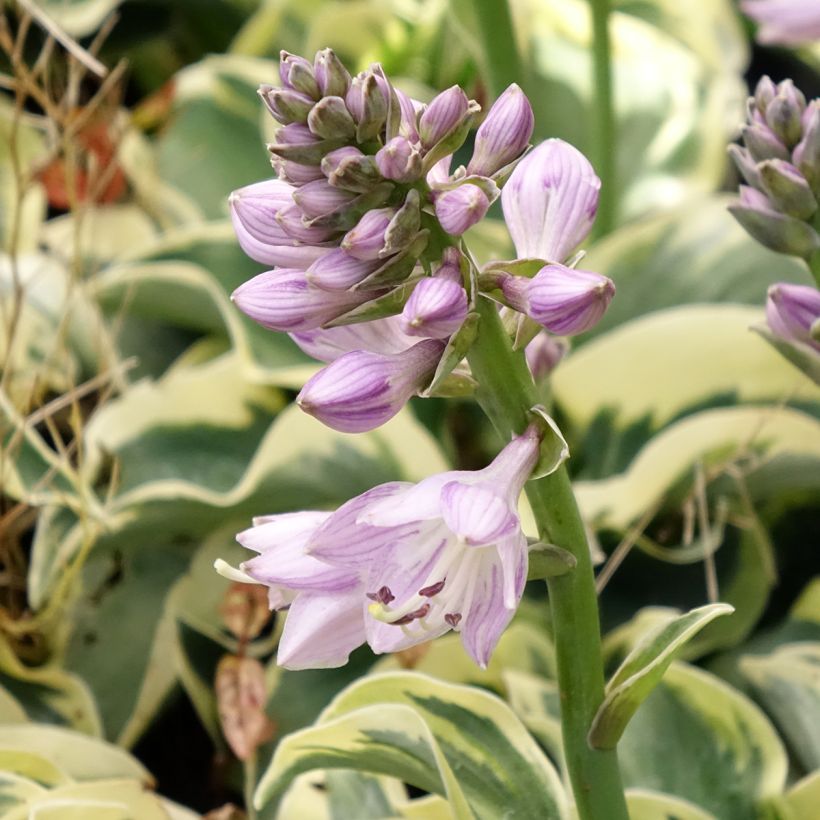 Hosta Smiling Mouse (Floraison)