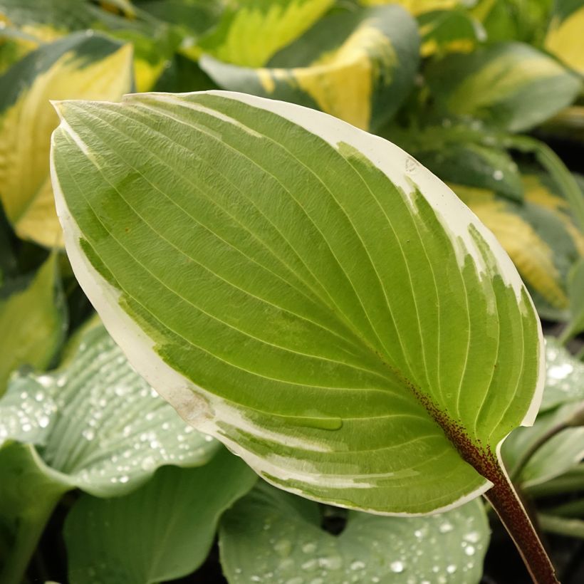 Hosta Sorbet (Feuillage)