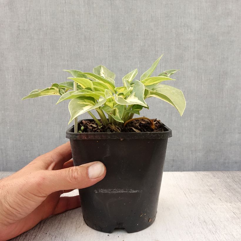 Spécimen de Hosta Stand by Me Pot de 1,5L/2L tel que livré en été