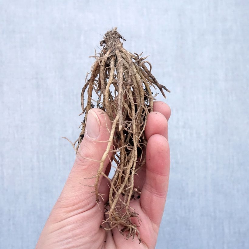 Spécimen de Hosta Striptease Racines nues, Qualité Extra équivalant à un pot de 2L tel que livré en hiver