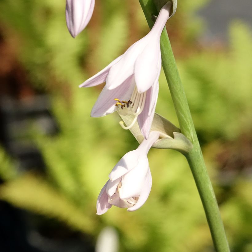 Hosta Sum and Substance (Floraison)