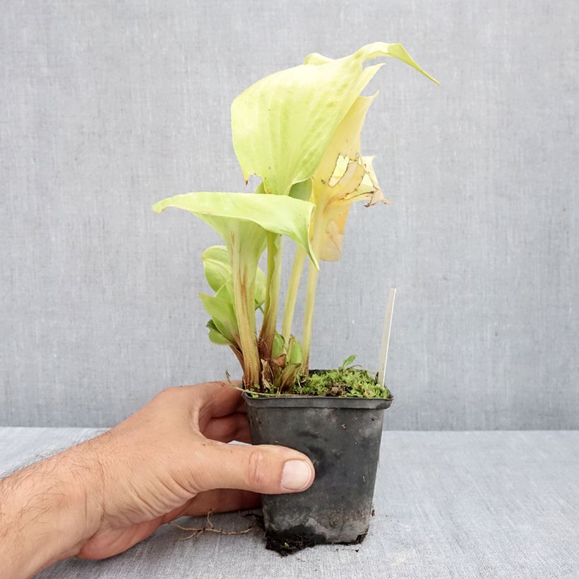 Spécimen de Hosta Sum of All Godet de 8/9 cm tel que livré en automne
