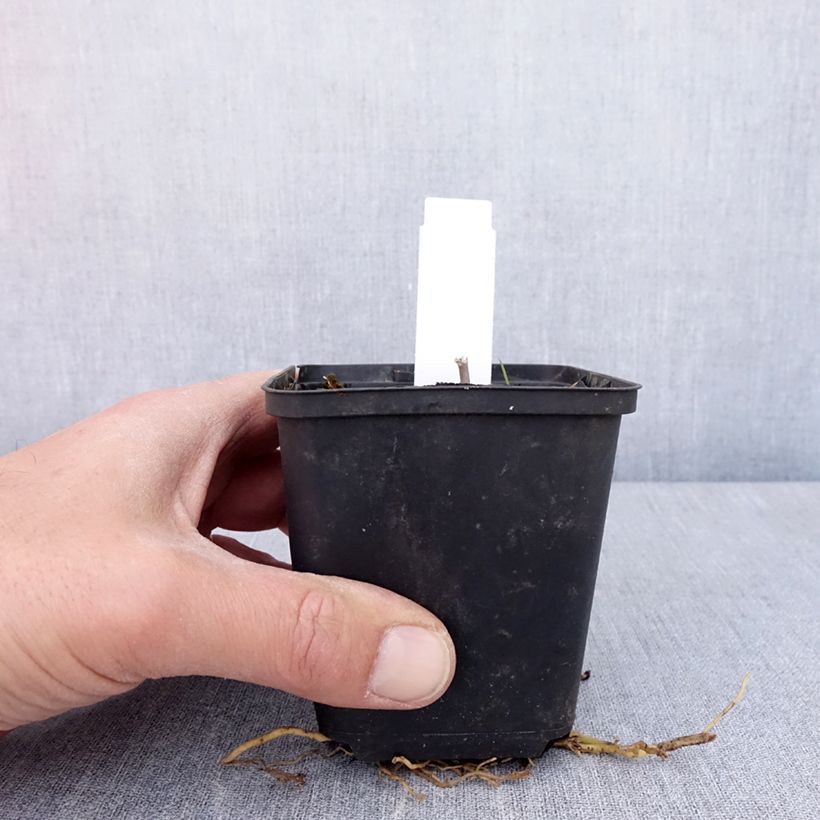 Spécimen de Hosta Sum of All Godet de 8/9 cm tel que livré au printemps