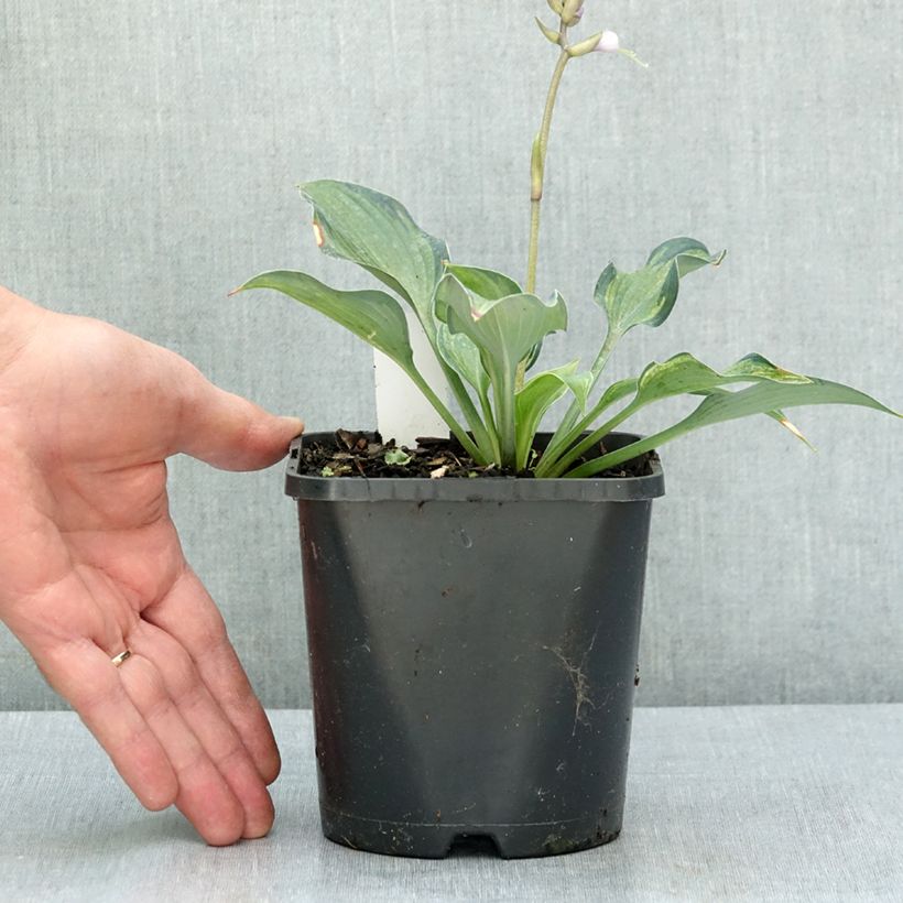 Spécimen de Hosta Teacher's Pride Pot de 1,5L/2L tel que livré en été