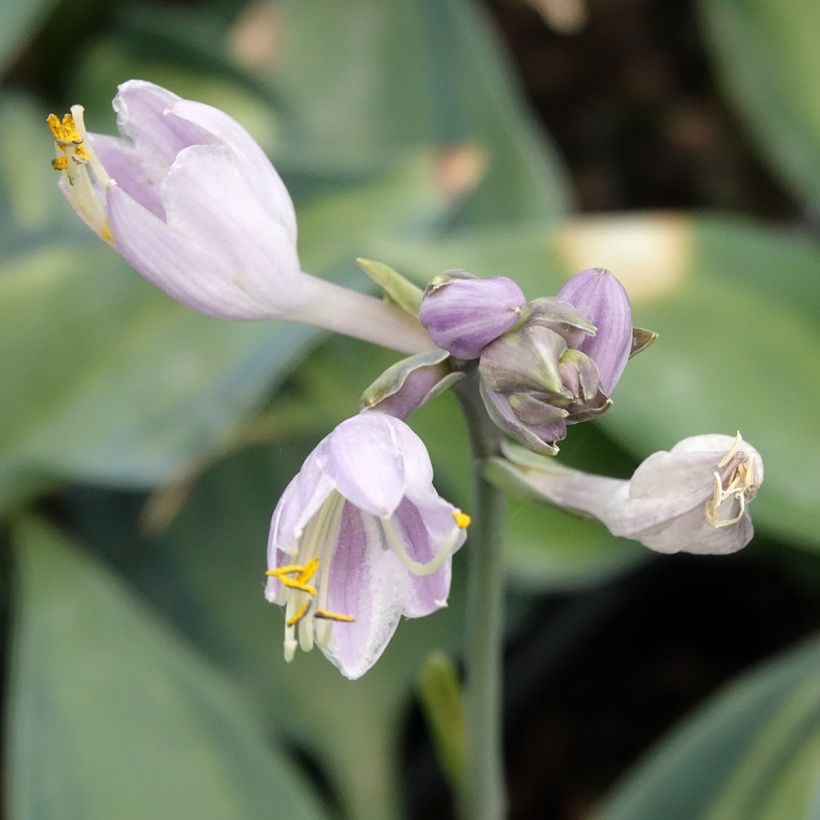 Hosta Teacher's Pride (Floraison)