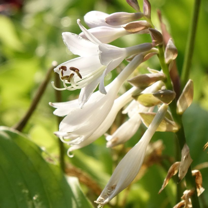 Hosta The King (Floraison)