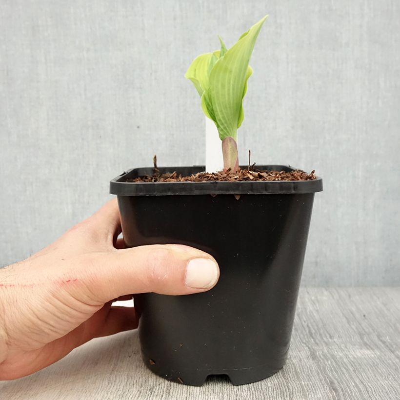 Spécimen de Hosta The King Pot de 1,5L/2L tel que livré au printemps