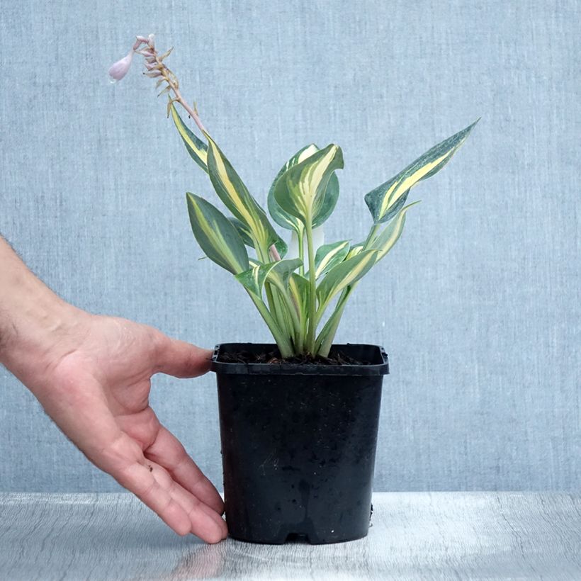 Spécimen de Hosta Timeless Beauty Pot de 1,5L/2L tel que livré en été