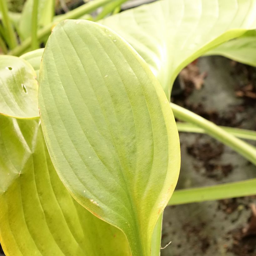 Hosta UFO (Feuillage)