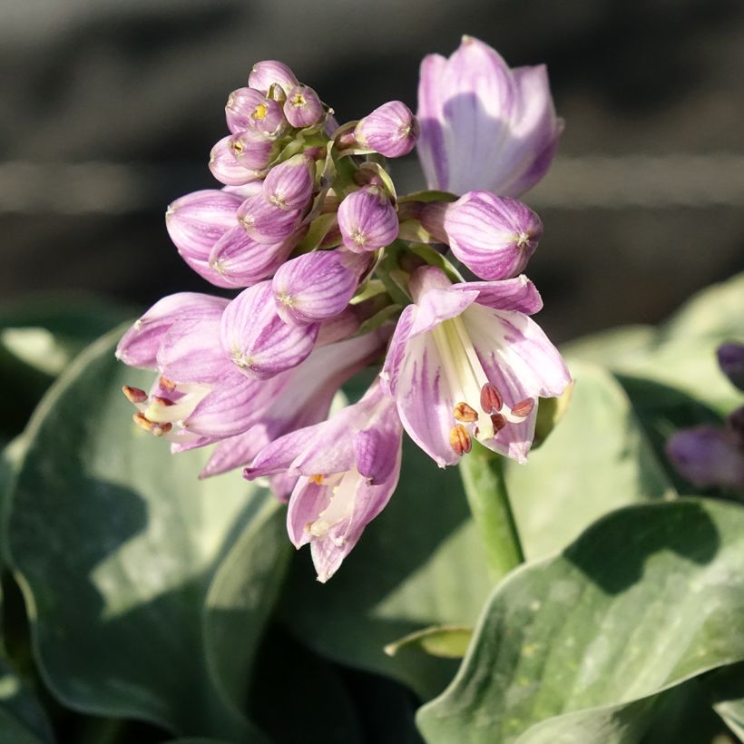 Hosta ventricosa (Floraison)