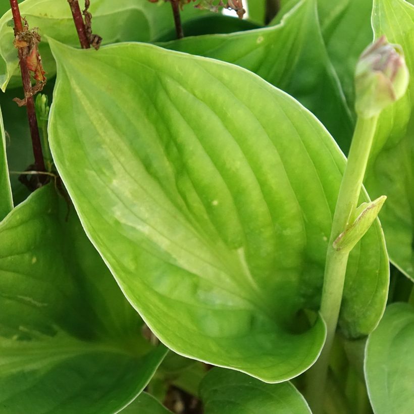 Hosta Victor (Feuillage)