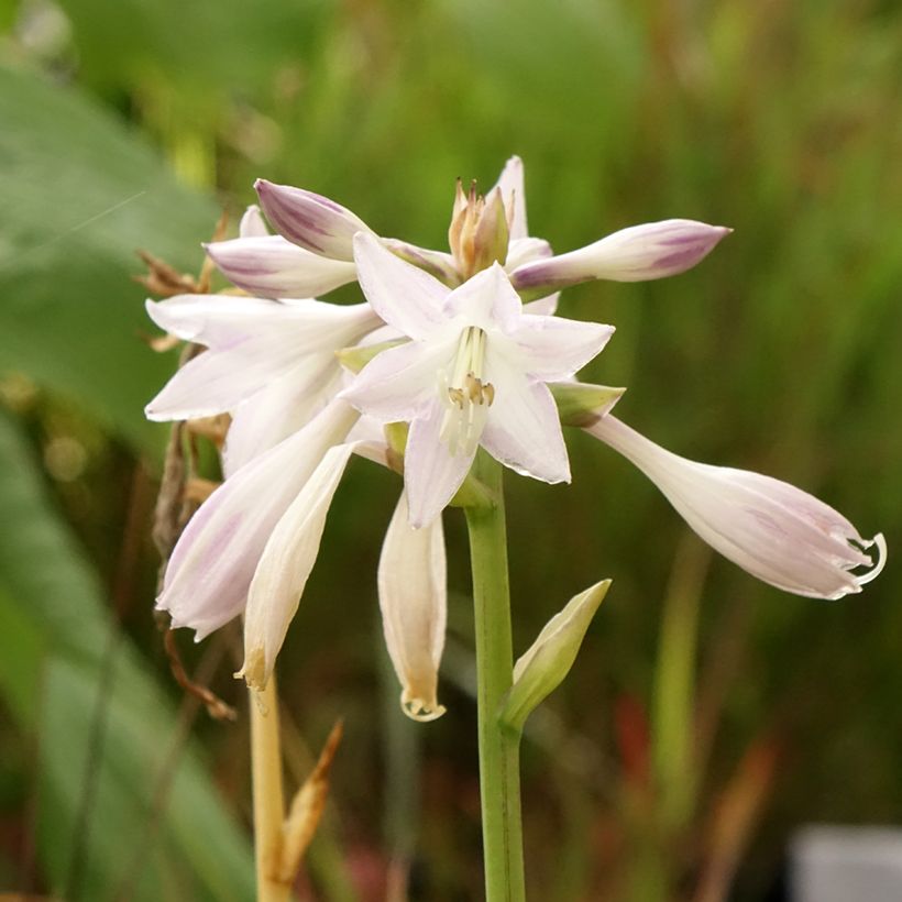 Hosta Victor (Floraison)