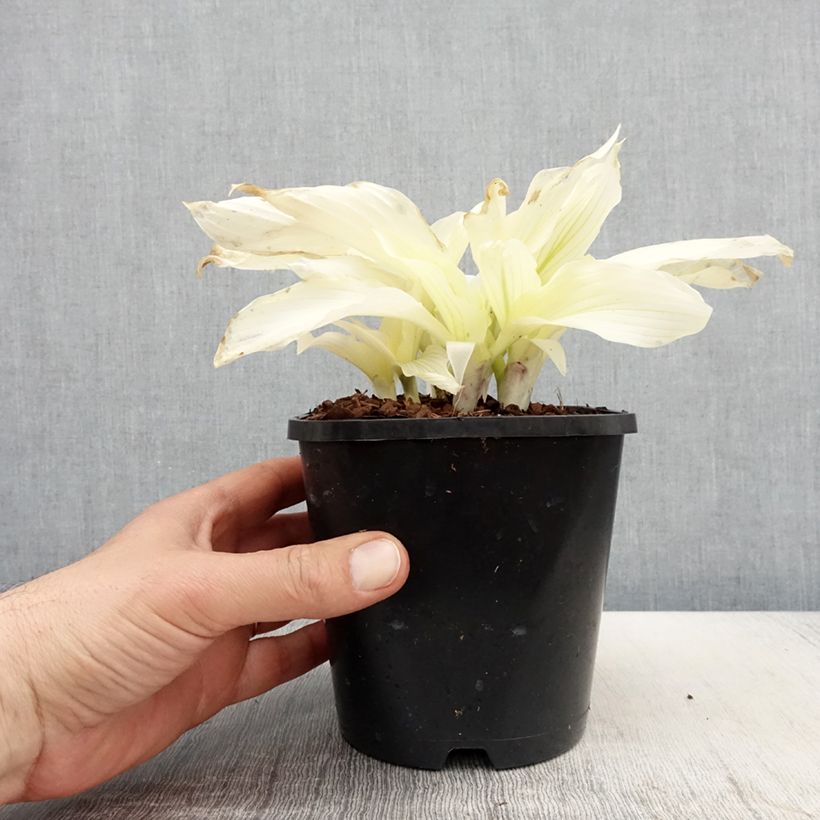 Spécimen de Hosta White Feather Pot de 1,5L/2L tel que livré au printemps