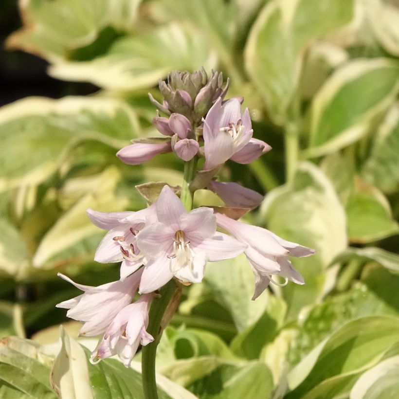 Hosta Wide Brim (Floraison)