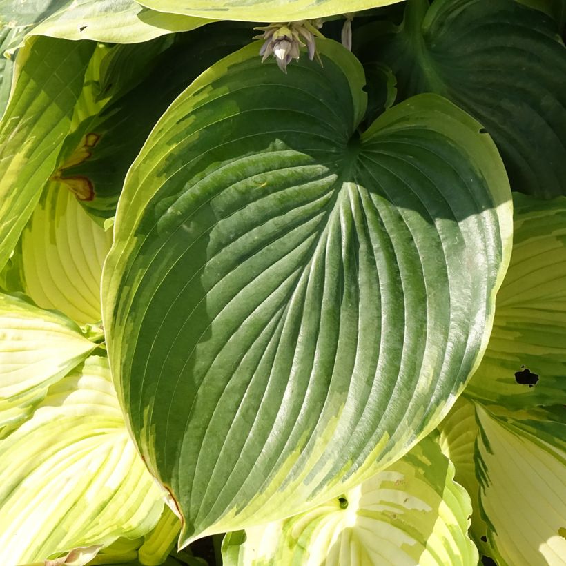 Hosta Wu-La-La (Feuillage)