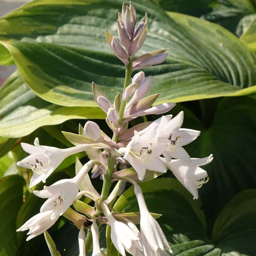 Hosta Wu-La-La (Floraison)