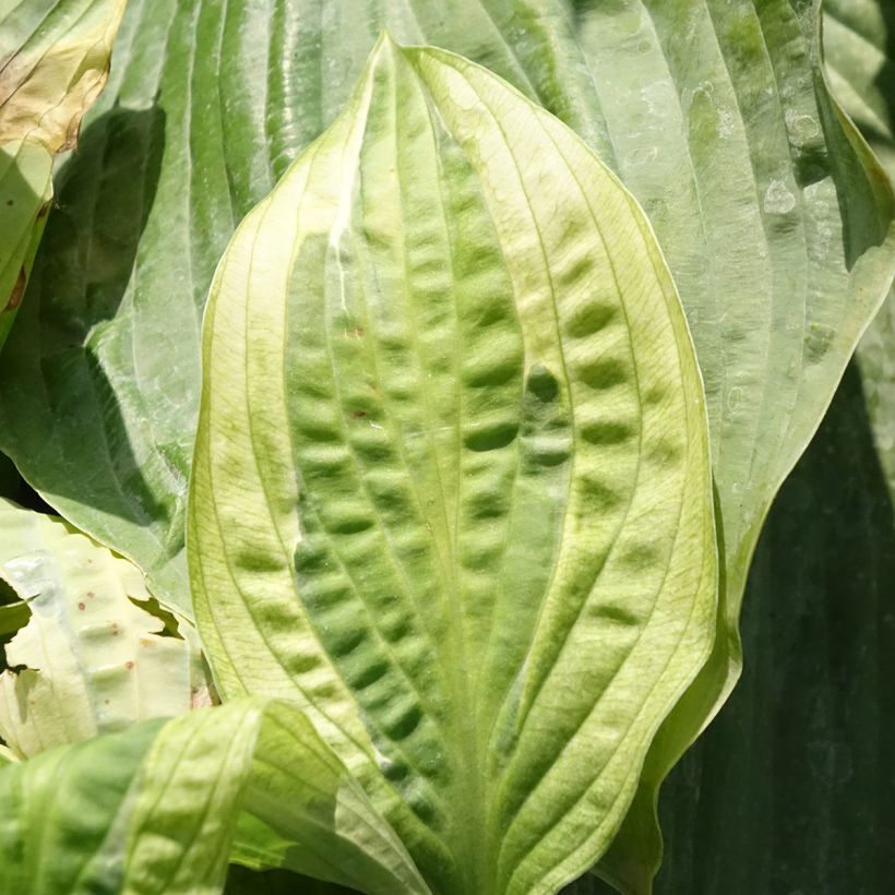 Hosta Yellow Polka Dot Bikini (Foliage)