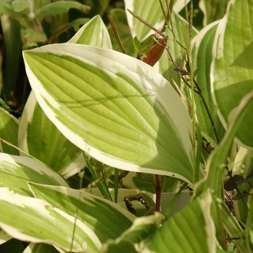 Hosta yellow splash rim (Feuillage)