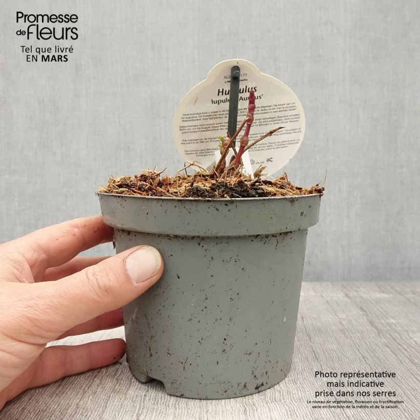 Example of Houblon doré - Humulus lupulus Aureus Pot de 1,5L/2L as you get in printemps