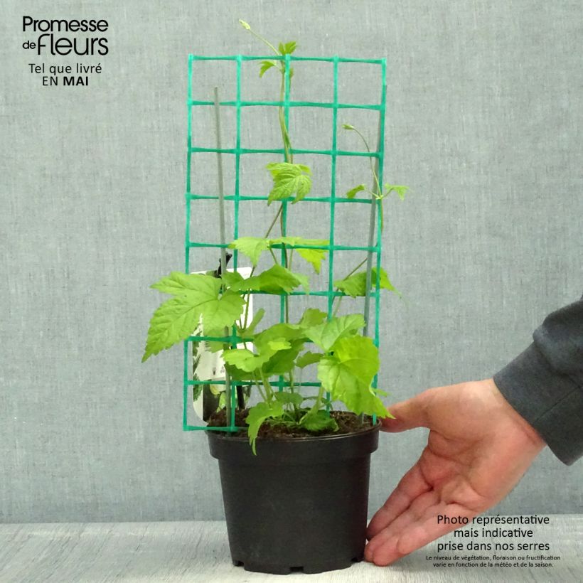 Spécimen de Houblon HOPS (Humulus) - Véritable houblon de brassage Pot de 1,5L/2L tel que livré au printemps