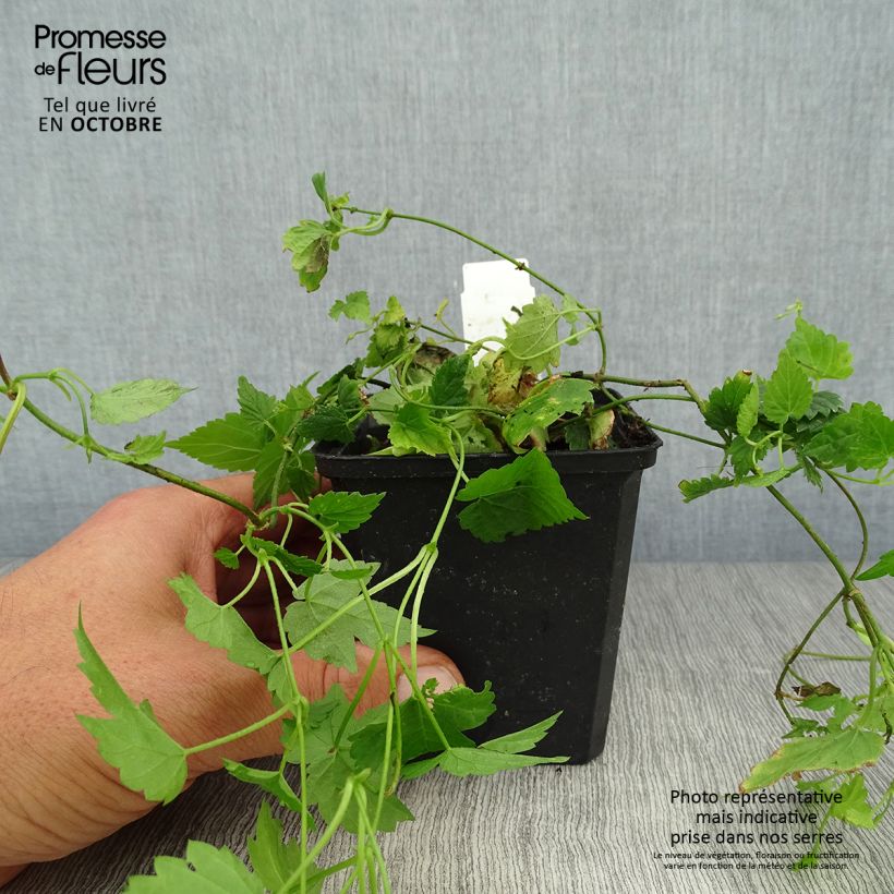 Spécimen de Houblon - Humulus lupulus Godet de 8/9 cm tel que livré en automne