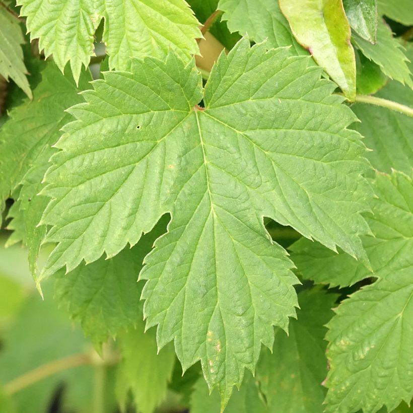 Houblon - Humulus lupulus Hersbrucker (Feuillage)