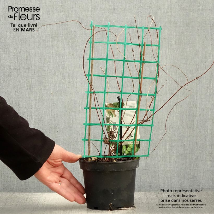 Spécimen de Houblon - Humulus lupulus Hersbrucker Pot de 1,5L/2L tel que livré au printemps