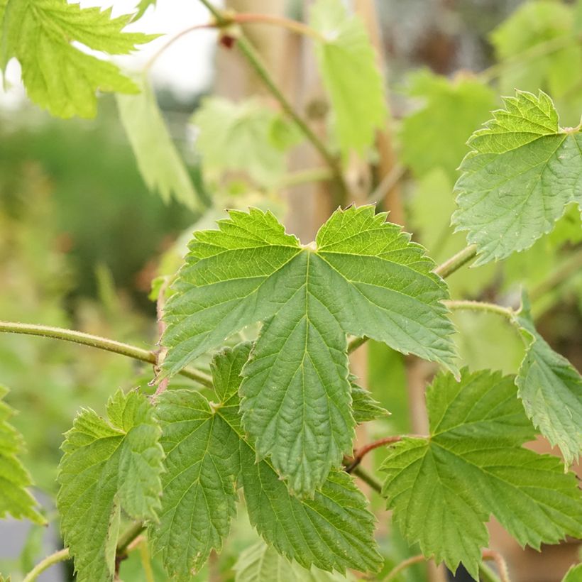 Houblon femelle Pure - Humulus lupulus (Foliage)