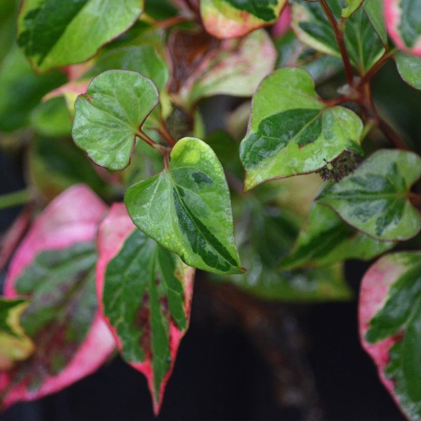 Houttuynia cordata Chameleon (Feuillage)