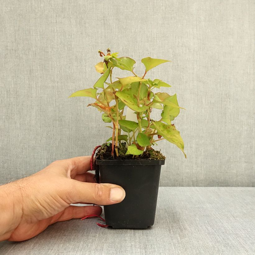 Spécimen de Houttuynia cordata Flore Pleno Godet de 8/9 cm tel que livré en été
