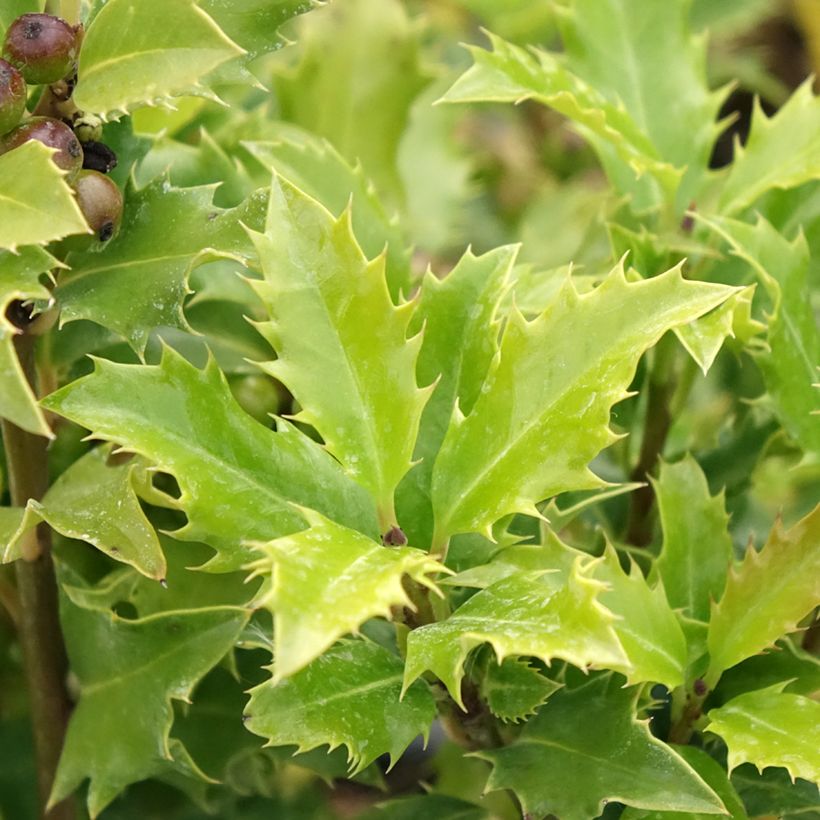 Houx américain - Ilex meserveae Magical Amoro Rosso (Foliage)