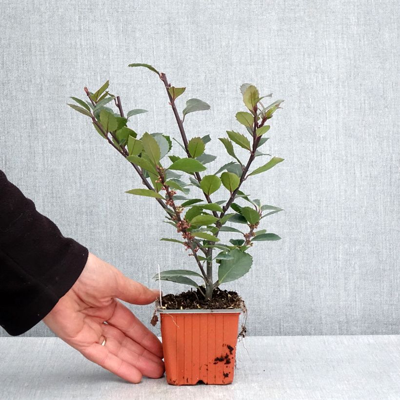 Example of Houx américain mâle - Ilex meserveae Heckenblau Godet de 8/9 cm as you get in printemps