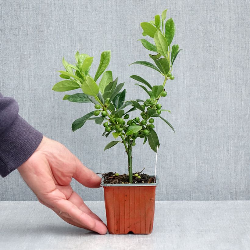 Example of Houx commun - Ilex aquifolium JC Van Tol Godet de 8/9 cm as you get in printemps