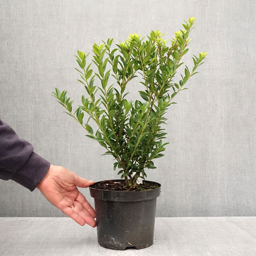 Spécimen de Houx crénelé - Ilex crenata Blondie Pot de 2L/3L tel que livré en automne
