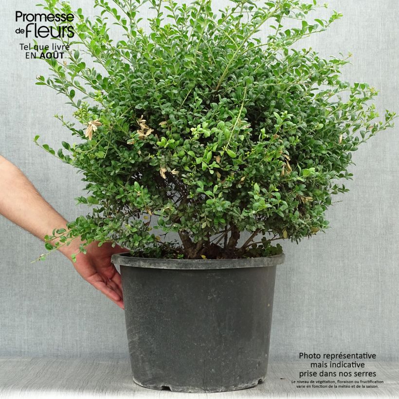 Spécimen de Ilex crenata Convexa taillé en boule - Topiaire de Houx crénelé Pot de 7,5L/10L, Boule, Boule 30/35 Diamètre tel que livré en été