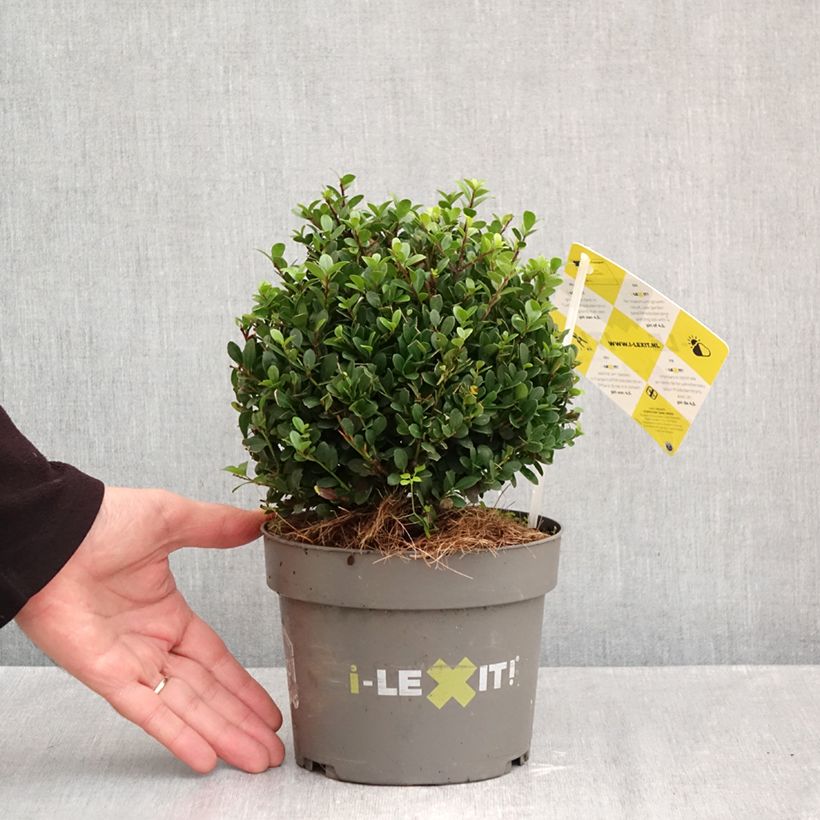 Spécimen de Houx crénelé - Ilex crenata Dark Green  Pot de 2L/3L, Boule, Boule 15/20 cm diamètre tel que livré en automne