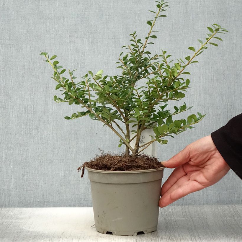 Spécimen de Houx crénelé - Ilex crenata Green Lustre Pot de 2L/3L tel que livré au printemps