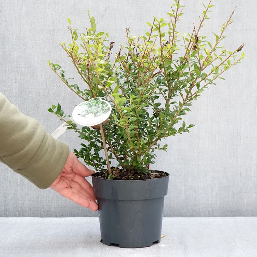 Spécimen de Houx crénelé - Ilex crenata Luxus Hedge Pot de 2L/3L tel que livré en hiver