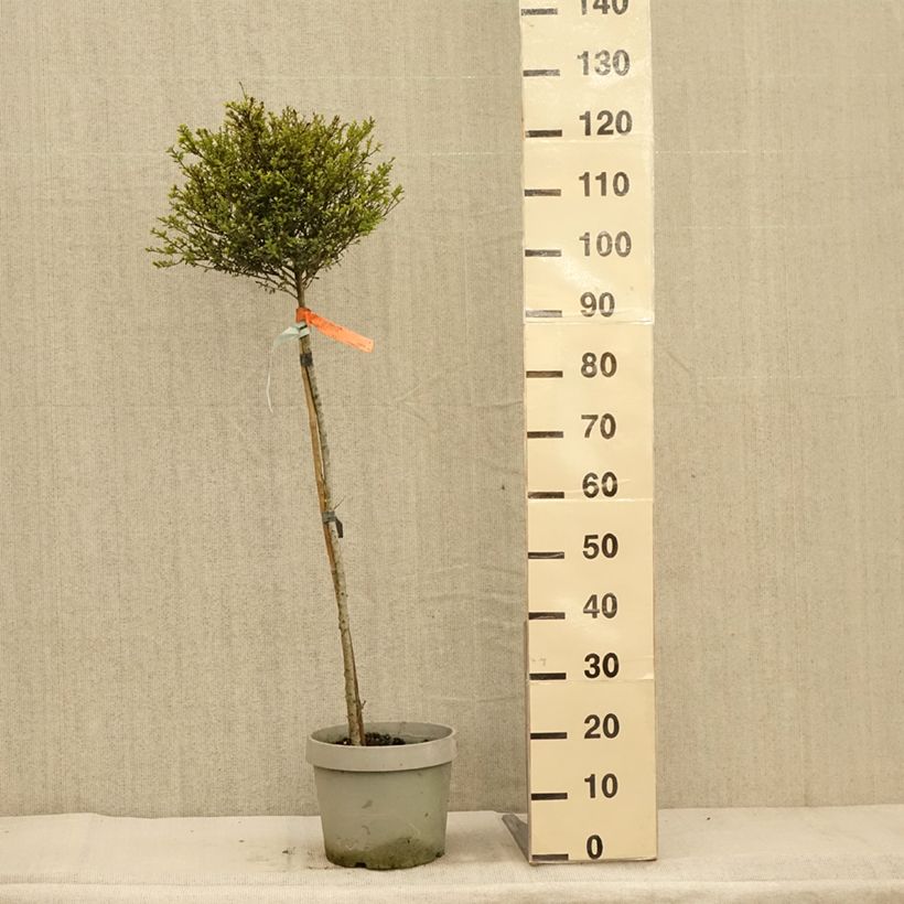 Spécimen de Houx crénelé Kinme Pot de 7,5L/10L, 1/4 de tige tel que livré en automne