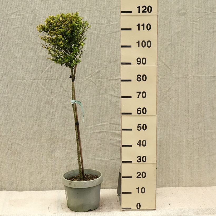 Spécimen de Houx crénelé Kinme Pot de 7,5L/10L, 1/4 de tige, Quart de tige tel que livré en été