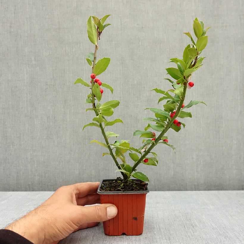 Spécimen de Houx - Ilex (x) meserveae Mesid Godet de 8/9 cm tel que livré en été