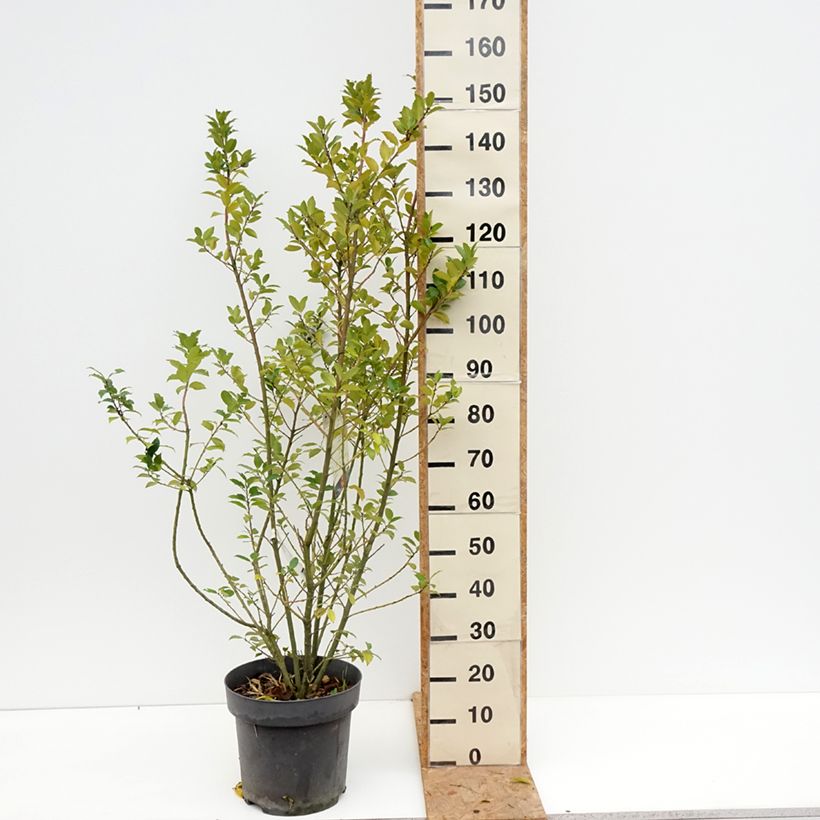 Spécimen de Houx - Ilex (x) meserveae Mesid Pot de 12L/15L tel que livré en automne