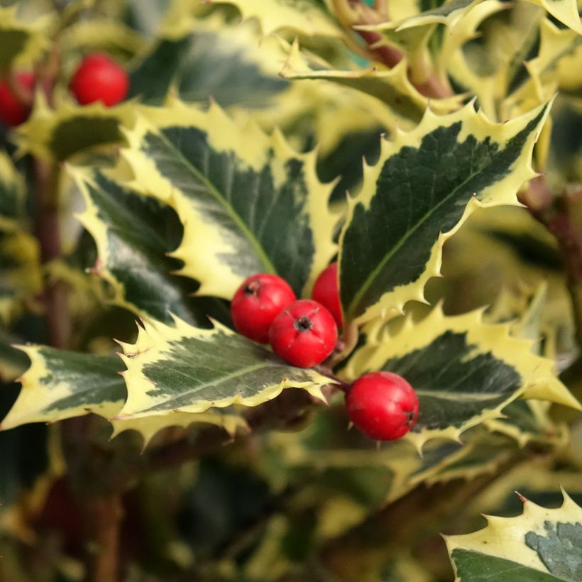 Houx panaché - Ilex aquifolium Argenteomarginata (Récolte)
