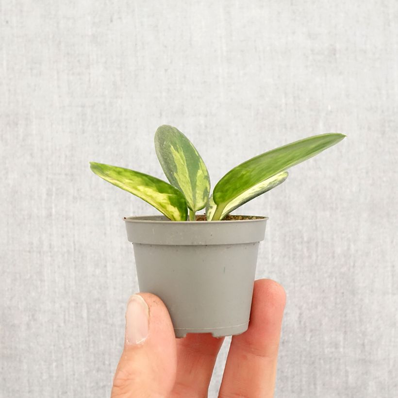Spécimen de Hoya australis Tricolor - Fleur de porcelaine Mini-plante tel que livré au printemps