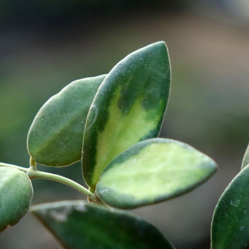 Hoya burtoniae Variegata - Fleur de porcelaine (Foliage)