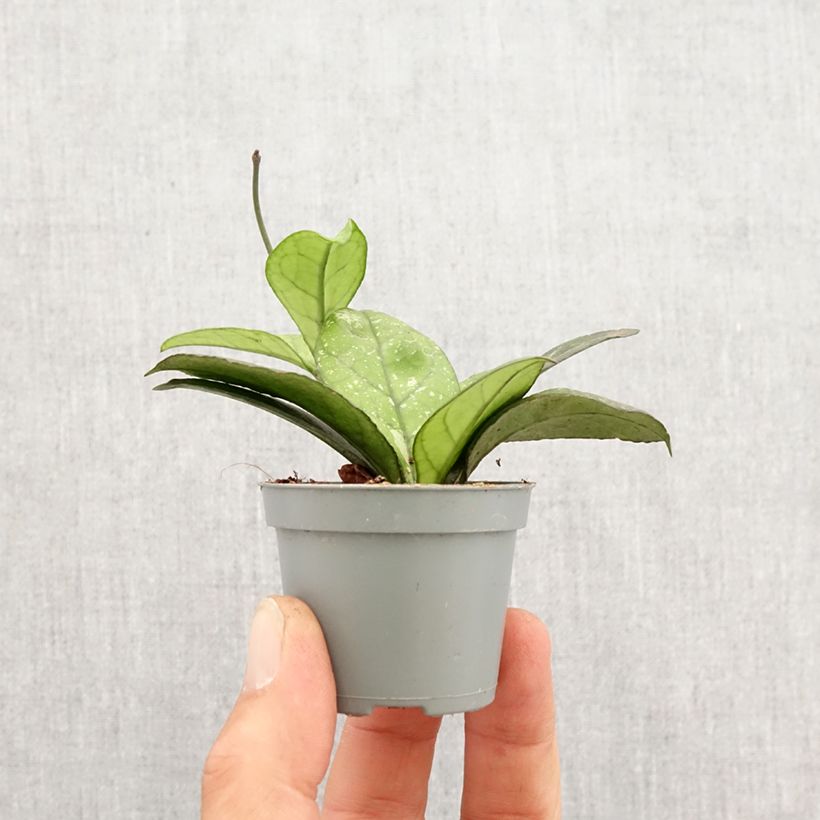 Example of Hoya callistophylla Sabah - Fleur de porcelaine Mini-plante as you get in printemps