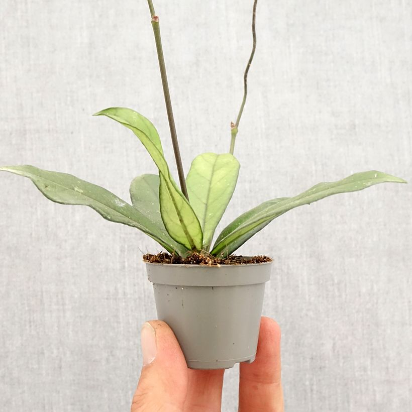 Spécimen de Hoya crassipetiolata - Fleur de porcelaine Mini-plante tel que livré au printemps