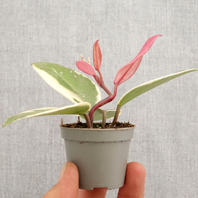 Spécimen de Hoya Flamingo Dream - Fleur de porcelaine Mini-plante tel que livré au printemps