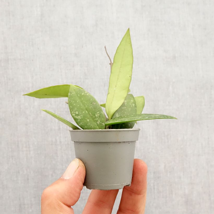 Example of Hoya gracilis - Fleur de porcelaine Mini-plante as you get in printemps